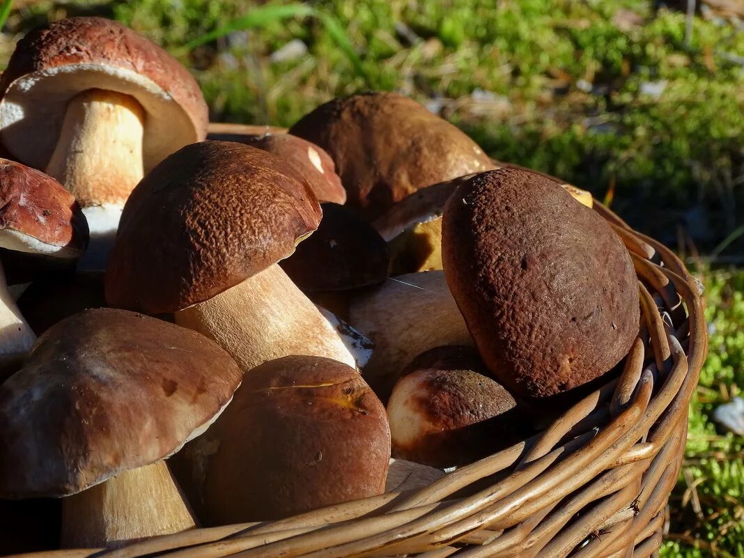 Белый гиб. Белые грибы Алтайский край. Белый гриб Боровик. Boletus edulis – белый гриб. Грибница белого гриба.