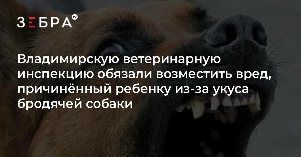 Моральный вред за укус собаки. Какая компенсация за укус собаки. Картинки беда увязалася. Претензия о компенсации после укуса собаки. Моральный вред за укус собаки.