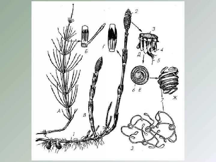 Хвощи размножаются. Жизненный цикл хвоща полевого. Размножение хвоща полевого схема. Жизненный цикл хвоща схема. Спорангиофор хвоща полевого.