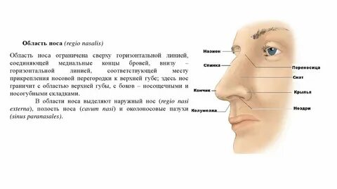 Почему болит переносица носа при нажатии