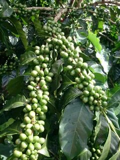 Raw coffee