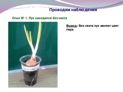 Опыт наблюдение выводы