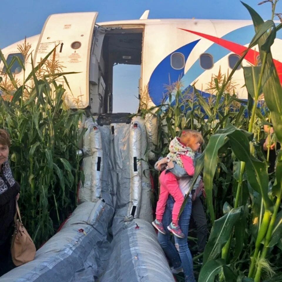 Самолёт уральские авиалинии а321 а321. А321 жуковский аварийная посадка. А321 уральские авиалинии кукурузное поле. Аэробус а321 уральские авиалинии посадка на кукурузное поле. Уральские авиалинии кукурузное поле.