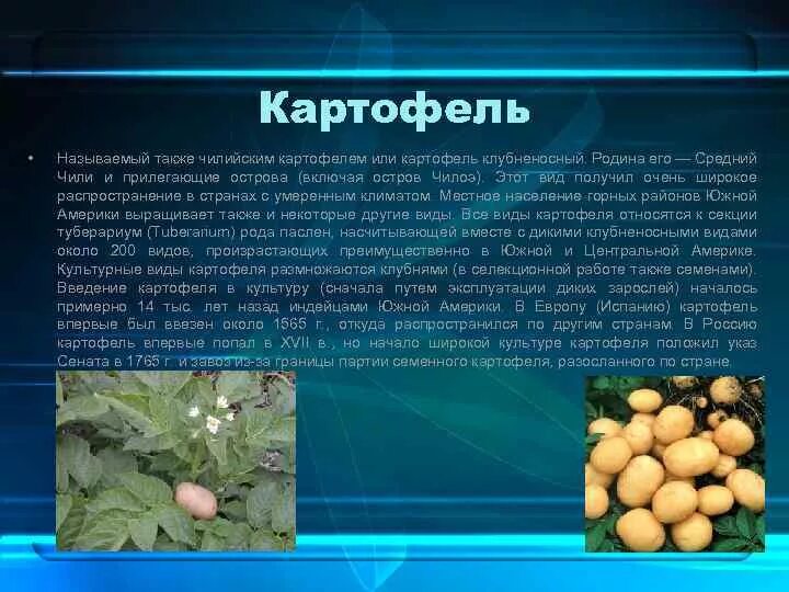 Картофель относится к группе. Введение про картофель. Чили Родина картофеля. К какому семейству относится картофель. Картофель культурное растение.