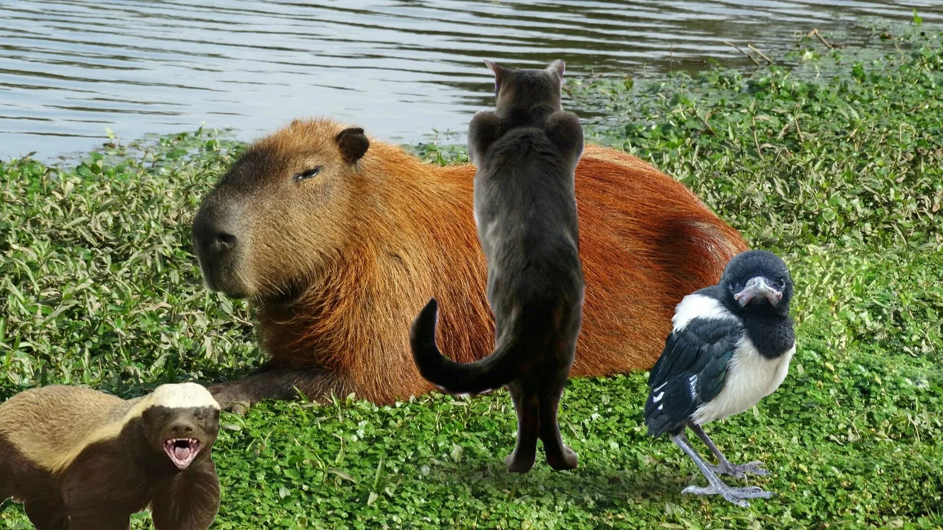 Capybara go