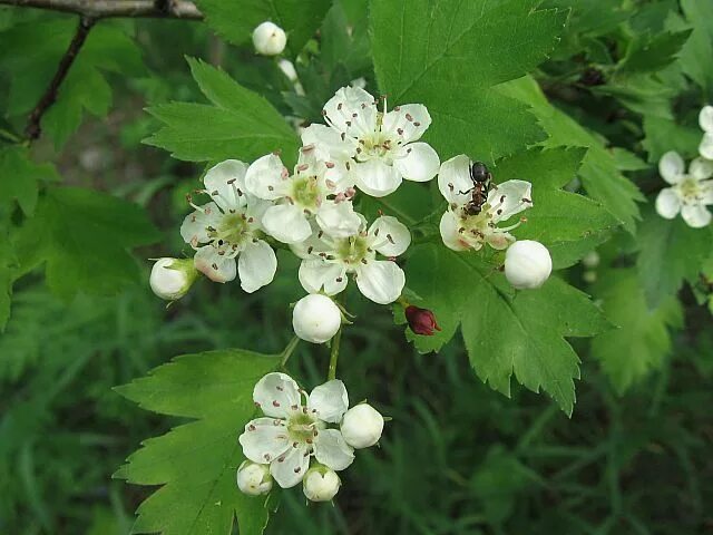 боярышник волжский. волжский боярышник молочай. волжский боярышник. боярышник куст волжский. боярышник волжский в самарской области.
