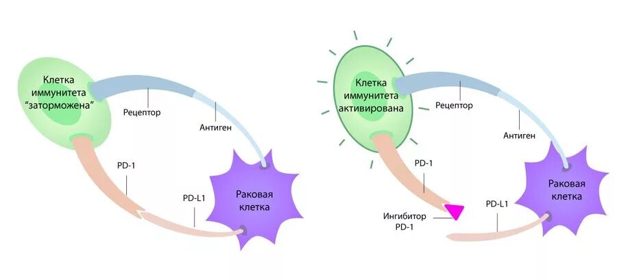 Моноклональное антитело ипилимумаб. Управление иммунитетом. Собственные иммунные клетки