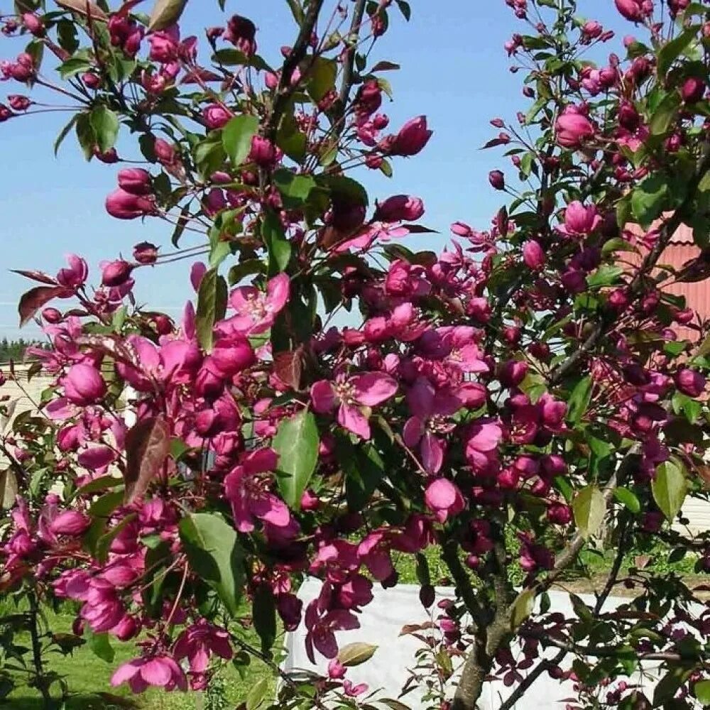 Яблоня Макамик. Яблоня "роялти" - Malus "Royalty". Яблоня декоративная Хелена. Яблоня краснолистная роялти. Купить розовую яблоню