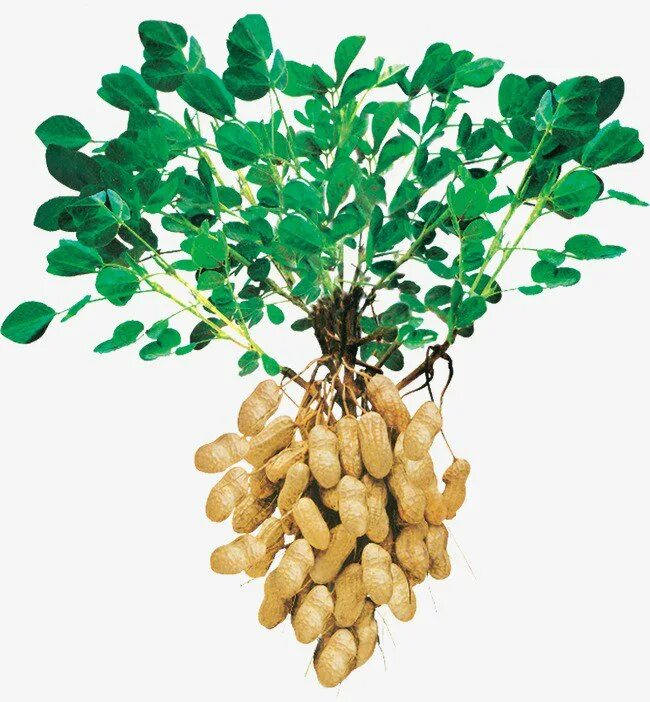 Земляное дерево. Арахис культурный растение. Сорт арахиса Валенсия. Арахис дерево. Земляной орех.