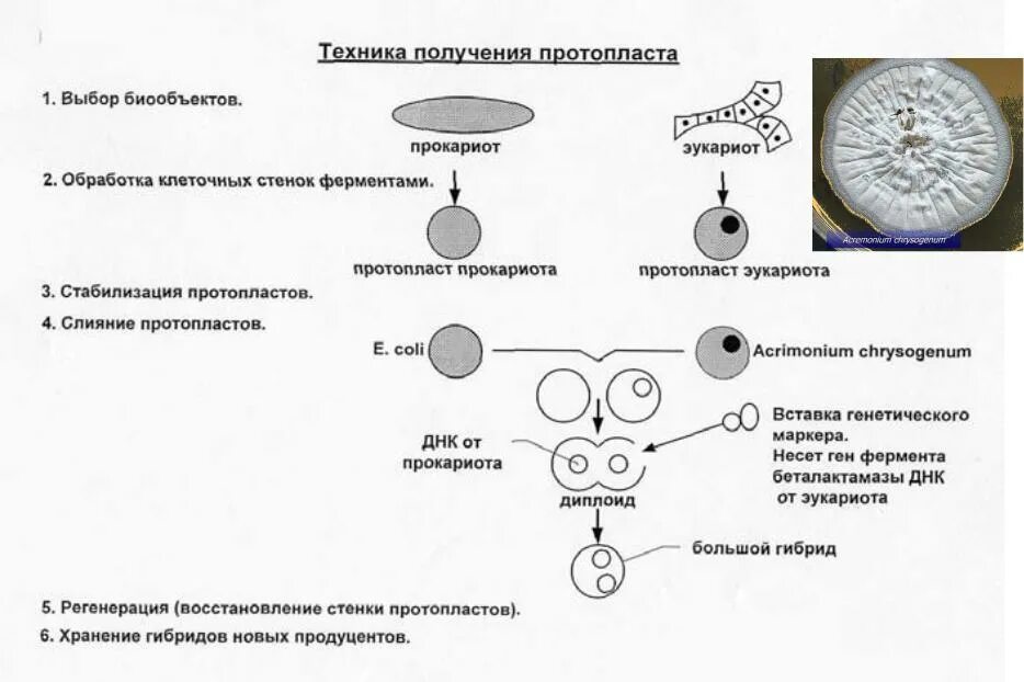 Структура бактериального эндотоксина. Механизм действия эндотоксинов бактерий. Методы получения безмикробных животных. Бактериальные эндотоксины анализ. Получение гибридов на основе соединения клеток