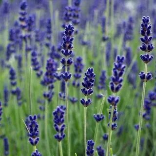 Lavandula angustifolia