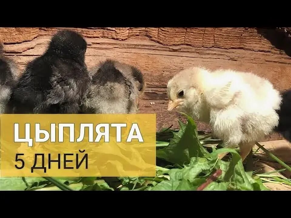 Будущие цыплята.