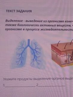 Органы выделения служат для удаления из организма