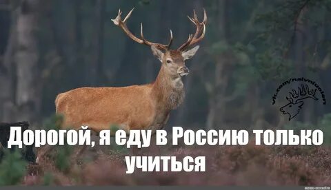 47 ты олень