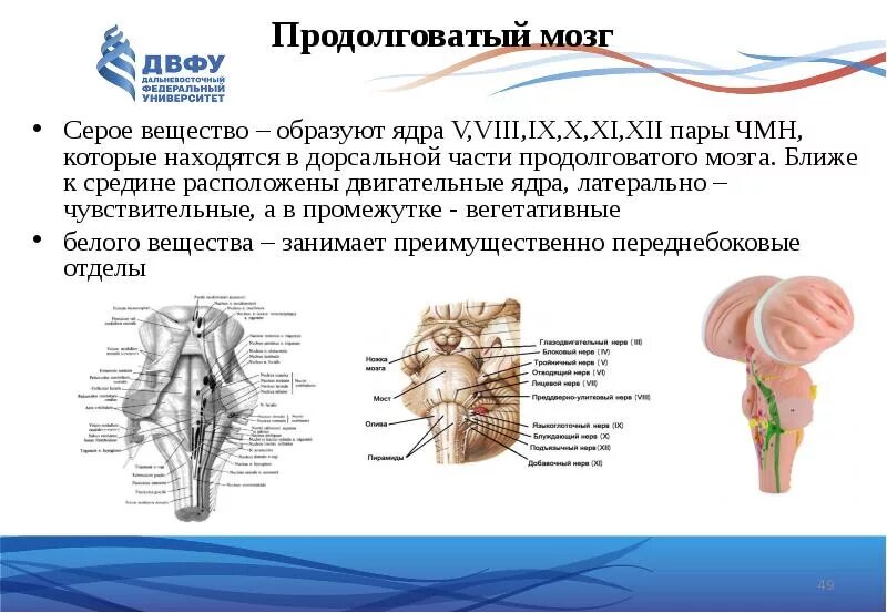 Какую функцию млекопитающих выполняет продолговатый мозг. Ядра серого вещества продолговатого мозга. серое вещество продолговатого мозга. ядра продолговатого мозга 12 пара. латеральные ядра продолговатого мозга.
