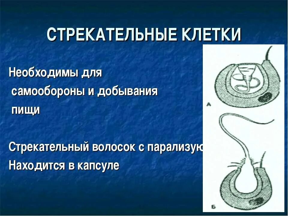 Стрекательные клетки находятся у гидры в. Стрекательные клетки гидры. Строение стрекательной клетки. Стрекательные клетки кишечнополостных. Строение стрекательной клетки гидры.