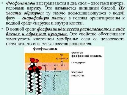 Фосфолипиды что это такое