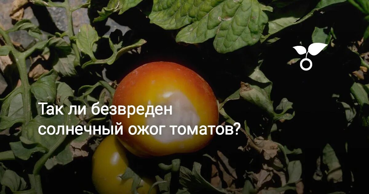 Ожог томатов. Ожоги на помидорах. солнечные ожоги на помидорах. ожог на плодах томата. ожог на томатах от солнца.