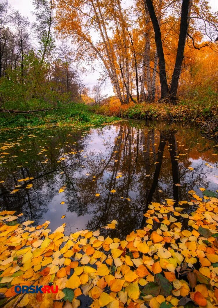 осень листопад. осень осенние дожди унылая пора. унылый осенний пейзаж. осень осенние дожди унылая пора. опавшие листья в парке.