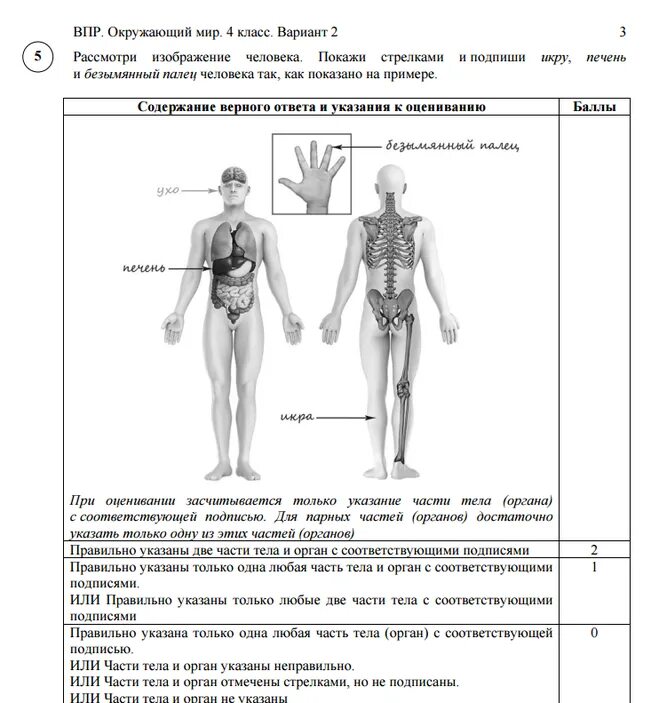 Про впр 4 класс. Строение тела человека ВПР 4 класс. Организм человека 4 класс окружающий мир ВПР. Строение тела человека 4 класс окружающий мир ВПР. Изображение человека ВПР.