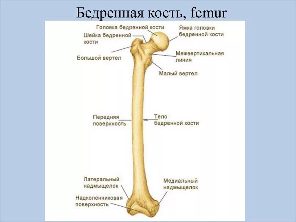 Кость где бедро. Проксимальный отдел бедренной кости строение. Бедренная кость малый вертел. Большой вертел бедренной кости расположен. Малый вертел бедренной кости анатомия.