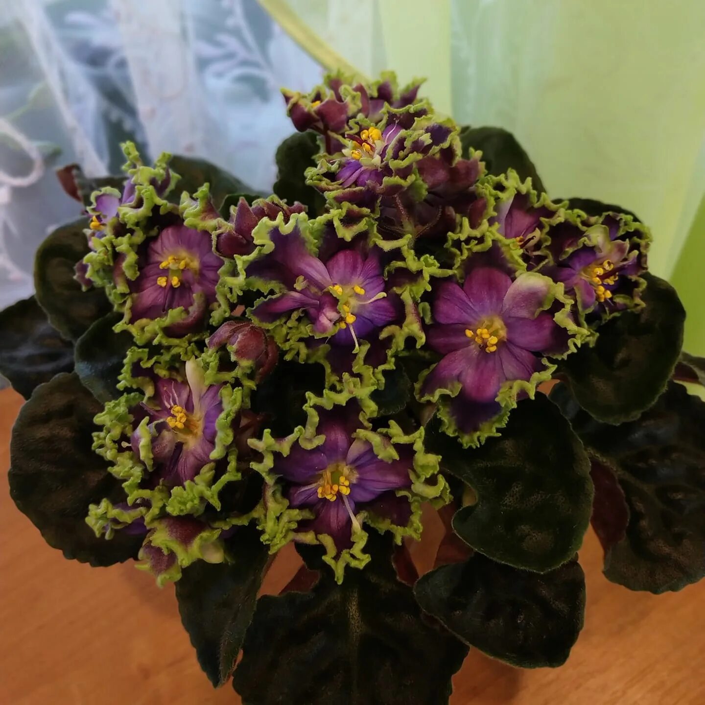 Фиалка полет валькирий. Фиалка полет валькирий. Фиалка полет валькирий. Фиалка полет валькирий. Фиалка полет валькирий.