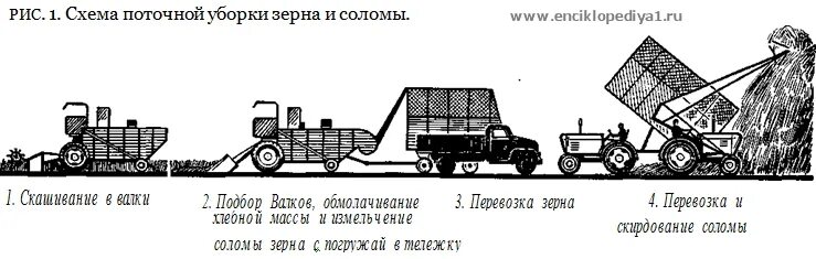 Скашивание пшеницы в валки. Способы уборки зерновых. Способы уборки зерновых. Технология уборки незерновой части урожая. Способы уборки зерна.