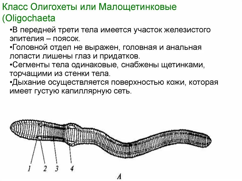 Из чего состоит червь. Кольчатые черви внешнее строение. Класс червей олигохеты. Внешнее строение дождевого червя. Внешнее строение олигохет.