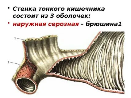 Стенка тонкого кишечника
