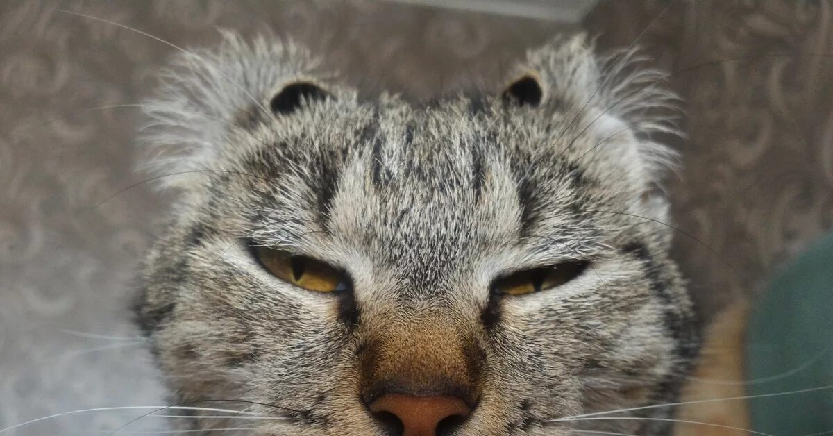 Прибавь коте