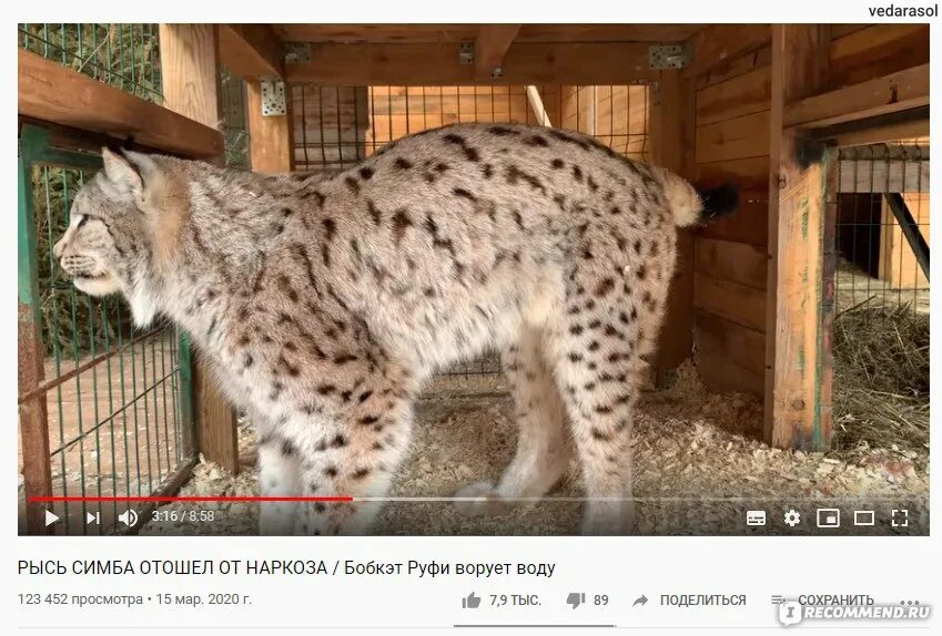 Канал бобкэт. Канал бобкэт. Bobcat tv катя. Bobcat tv катя. Рысь домашняя ханна.