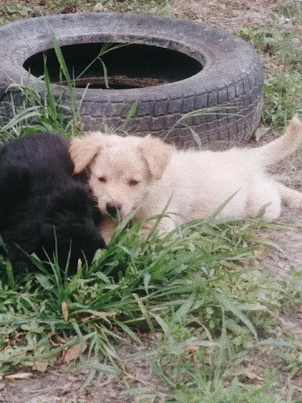 Отдам в хорошие руки бесплатно. В хорошие руки в ростове. В хорошие руки в ростове. В добрые руки одинцово. Отдам в хорошие руки бесплатно.