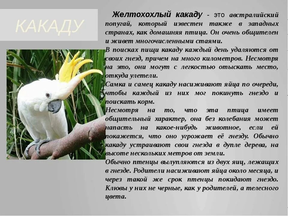 Как пишется какаду. Какаду желтохохлый содержание. Какаду краткое описание. Какаду доклад. Попугай Какаду описание.