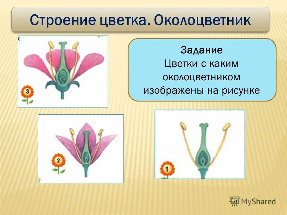 Функция цветка образования. Строение цветка околоцветник. Строение околоцветника. Околоцветник простой и двойной. Строение цветка с простым околоцветником.