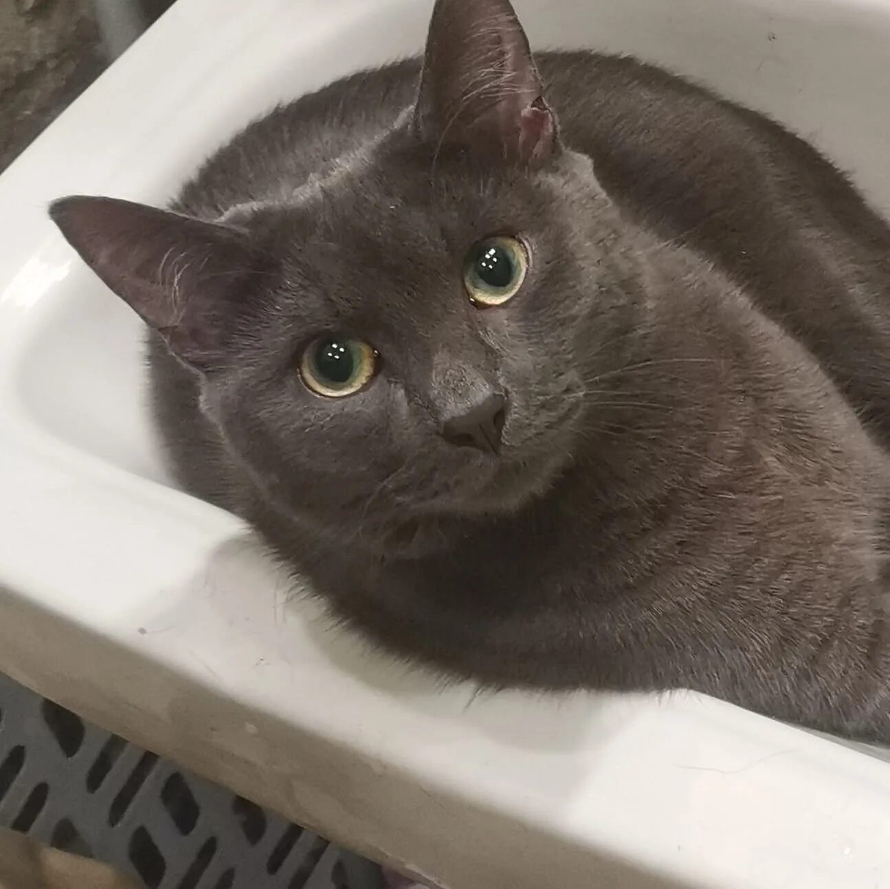 Пропал кот вахрушево окрас тигра. Браззерс организация кастингов. Я люблю васю. Футболка хамелеон. Аватарка вася.