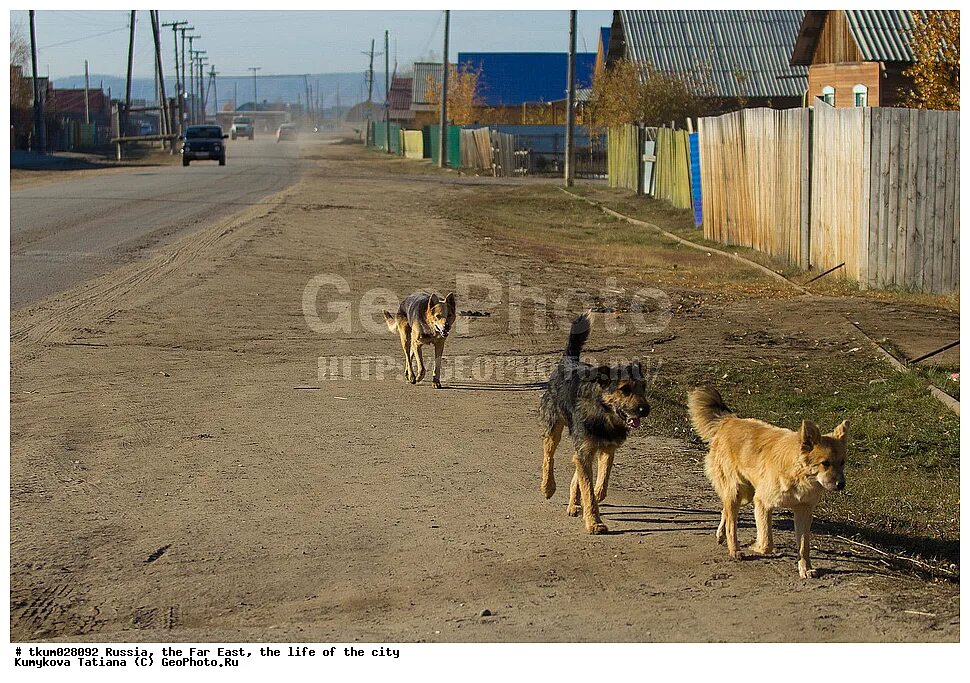 Рассветный пес. Кобели деревня. Посёлок собака. Кобели деревня. Кобели деревня.