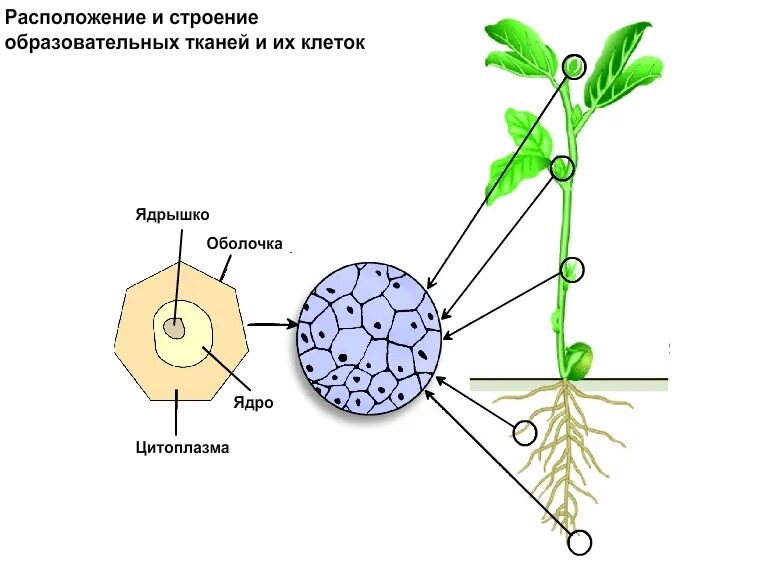 Какие клетки заняты