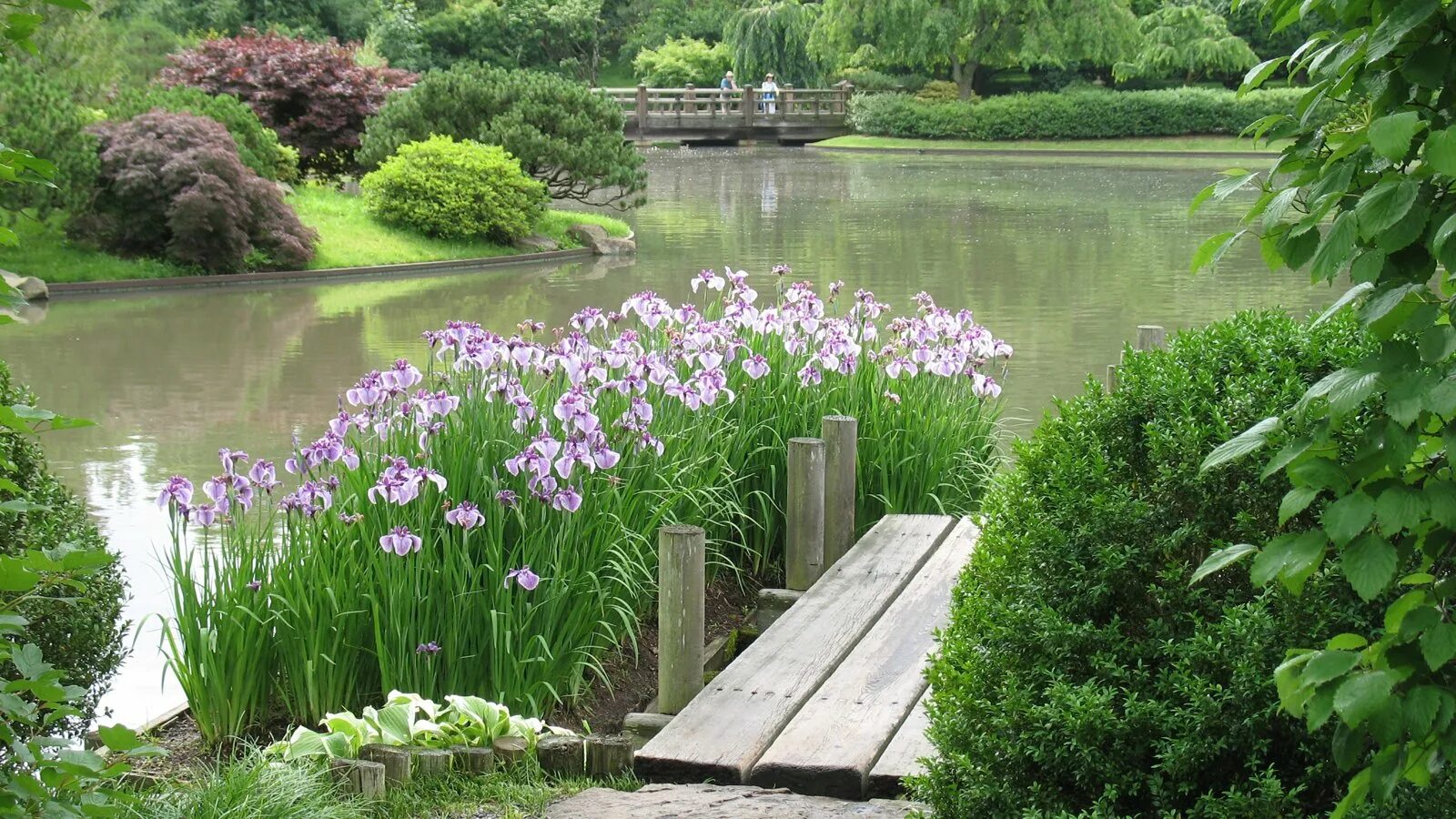 Болотный сад. Водный сад ирисов Савара Япония. Суйго Савара: Водный сад ирисов в Японии. Ирис болотный Касатик в водоеме. Сад Трокадеро пруд.
