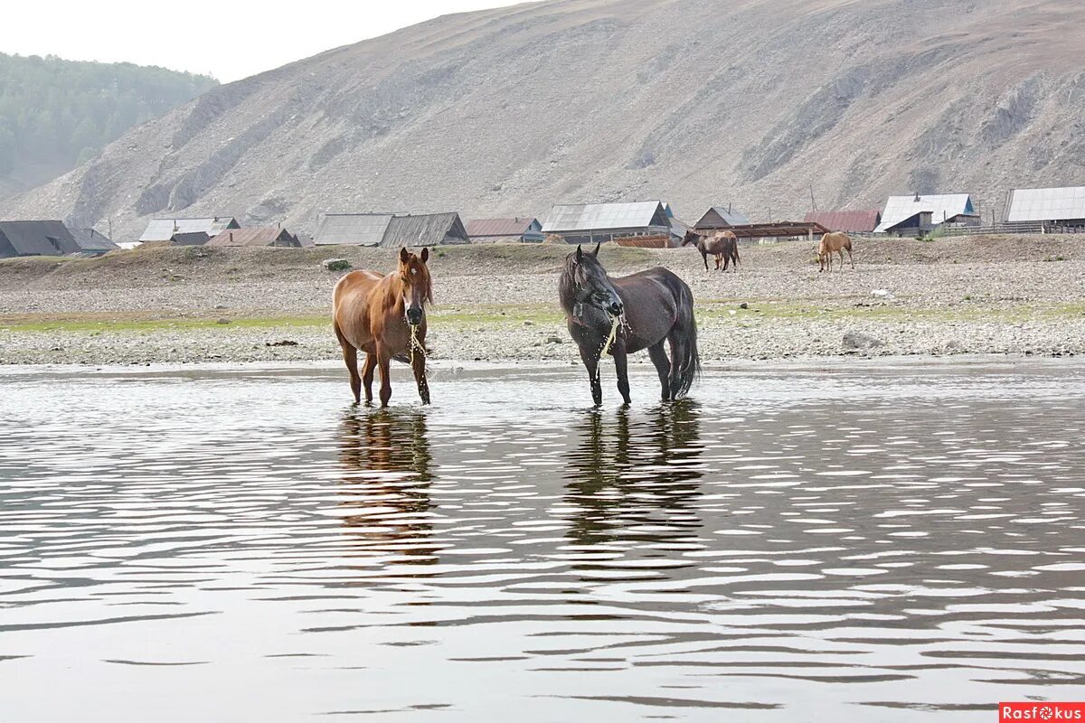 Лошадь пьющая воду