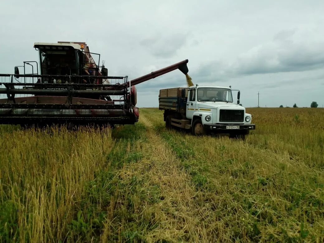 советская уборочная страда ссср. зил 130 на уборочной. зерноуборочные комбайны ссср. комбайн с4 зерноуборочный. ск-4 комбайн.