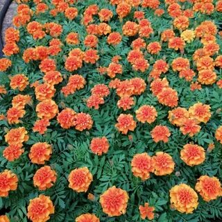 Бархатцы низкорослые