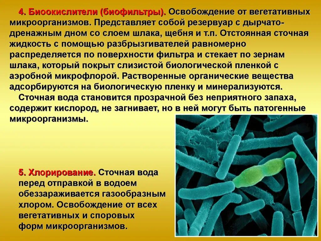 Формы микроорганизмов вегетативные споровые