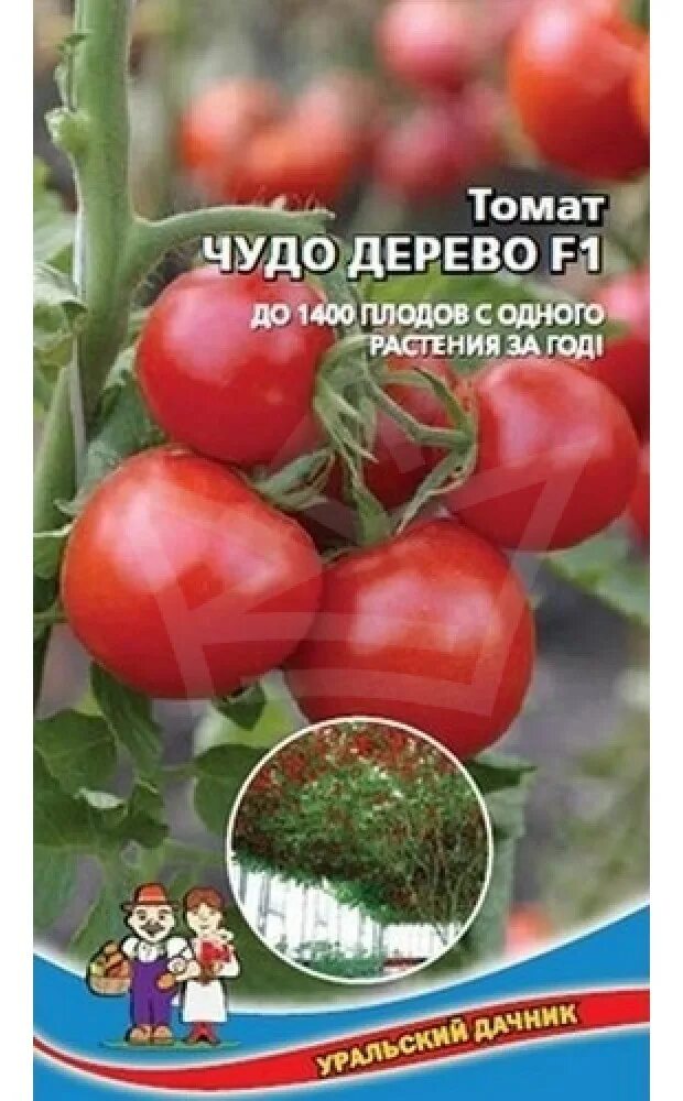 Семена томат чудо дерево f1. Помидор томат кистевой ф 1 уральский дачник. Томат чили веpде f1, семена сс. Томат чудо дерево. Томат чудо дерево f1 уральский дачник.