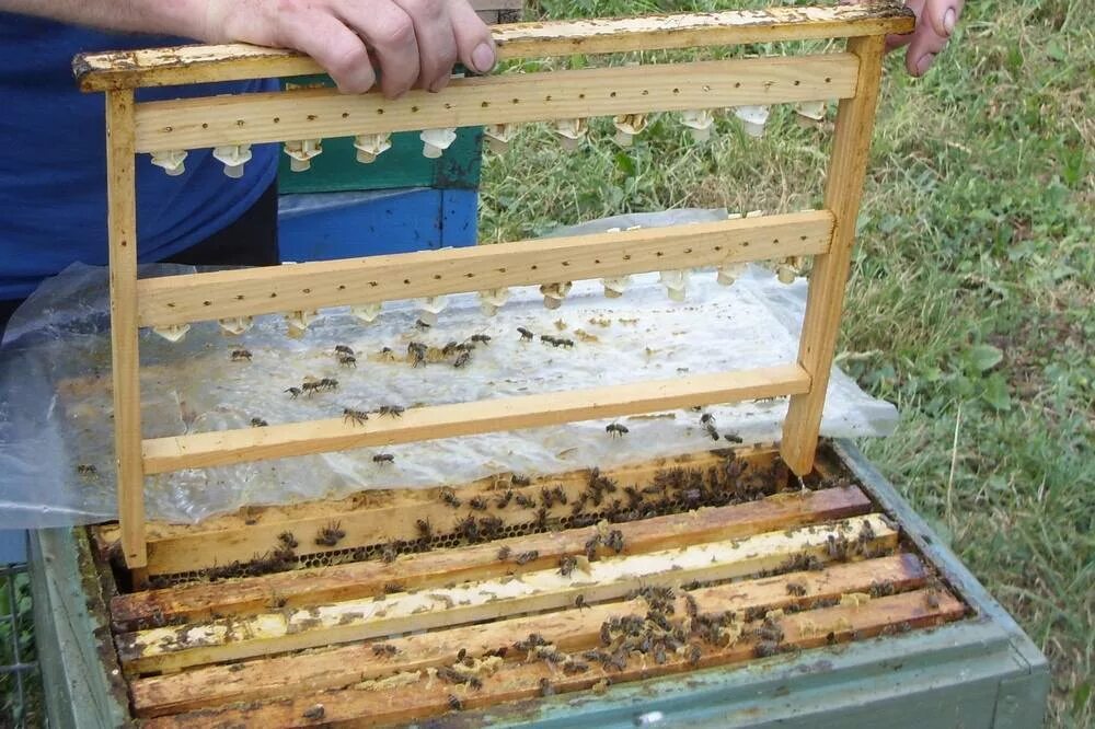 Купить пчелиные рамки. Прививочная рамка для пчёл. Прививочная рамка для вывода маток. Маточники на прививочной рамке. Рамка 145 пчеловождения.
