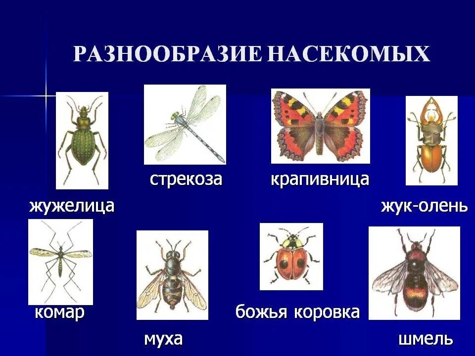 Разнообразие насекомых. Тема многообразие насекомых. Многообразие насекомых презентация.