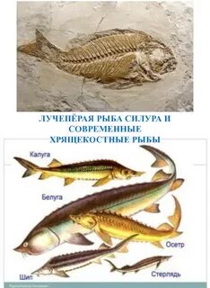 Семейство лучеперых