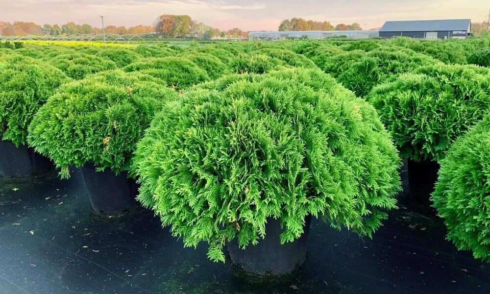 Туи дешево москва. Туя Западная Даника. Туя шаровидная Даника... Thuja occidentalis Danica туя Западная Даника p9. Туя Западная "Даника" Thuja occidentalis 'Danica'.