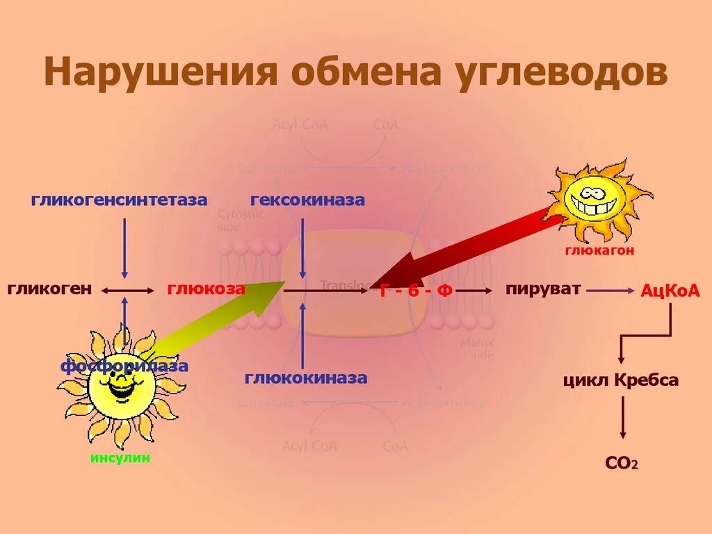 Заболевания обмена углеводов. Нарушение углеводного обмена. Нарушение обмена углеводов. Патология углеводного обмена патофизиология. Нарушение углеводного обмена схема.