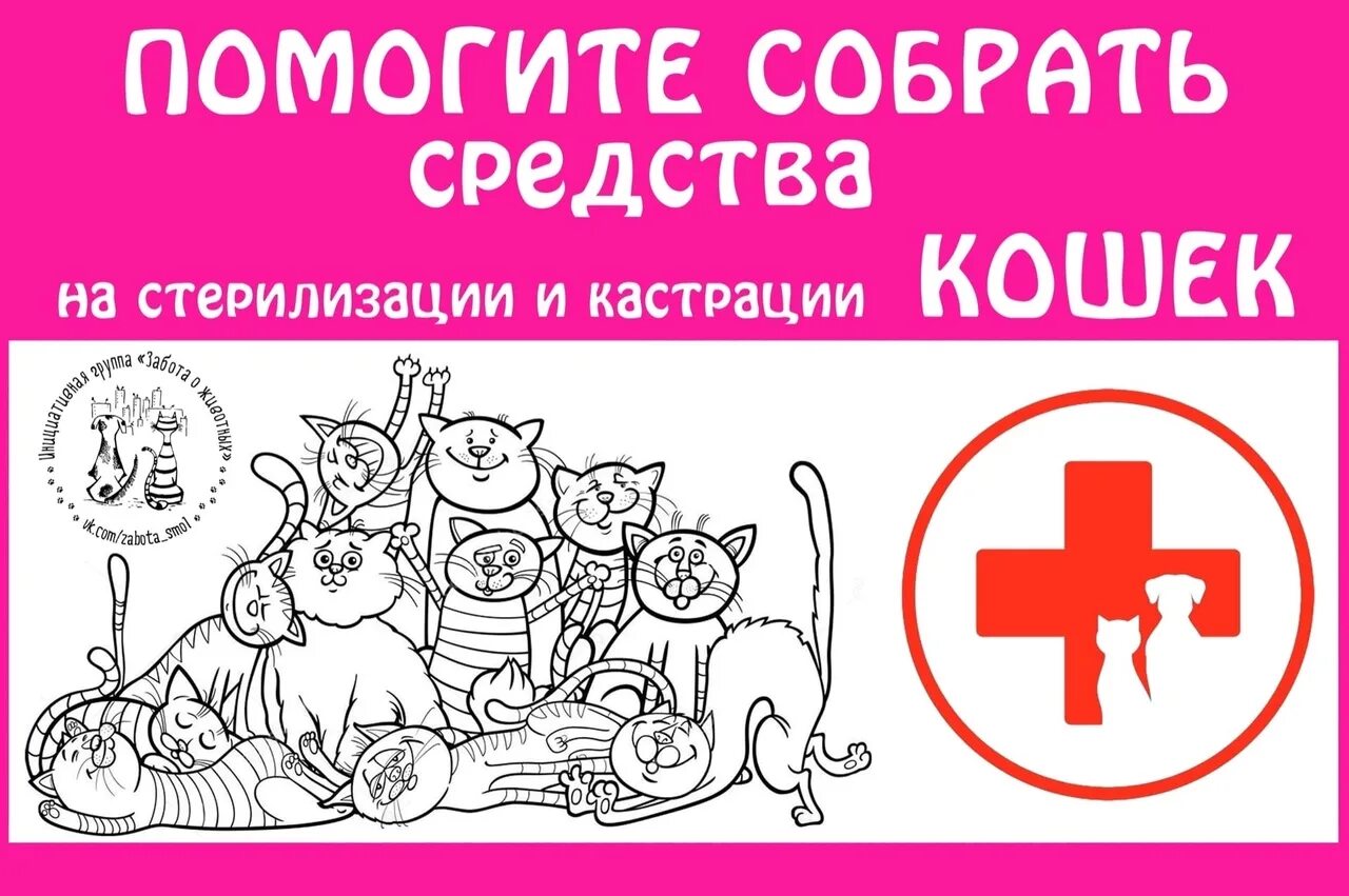 Помогли кошкам. Собираем на стерилизацию. Сбор средств на стерилизацию животных. Срочный сбор на стерилизацию. Помогите на стерилизацию кошек.