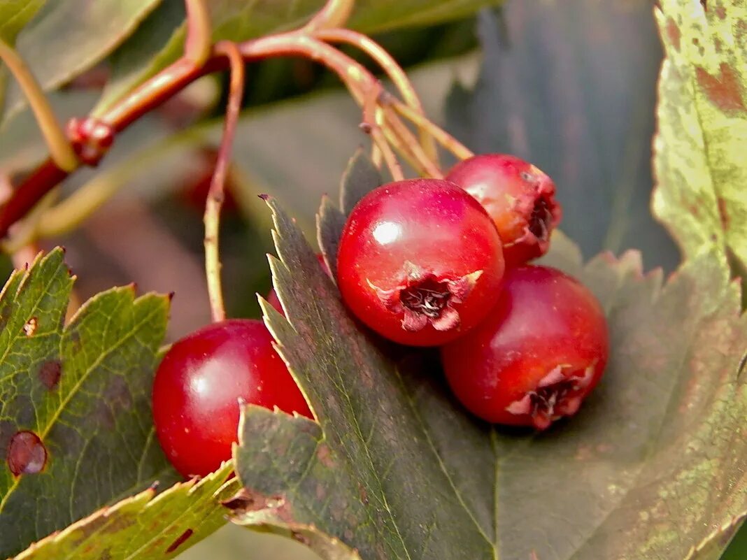 Плоды шиповника и боярышника. Боярышник и терновник. Плоды шиповника и боярышника. Боярышник и шиповник вместе можно ли. Боярышник и шиповник вместе можно ли.